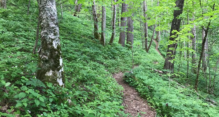Backpacking the Nantahala Headwaters Loop